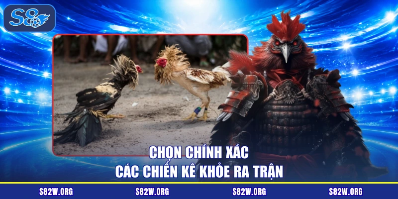Chọn chính xác các chiến kê khỏe ra trận