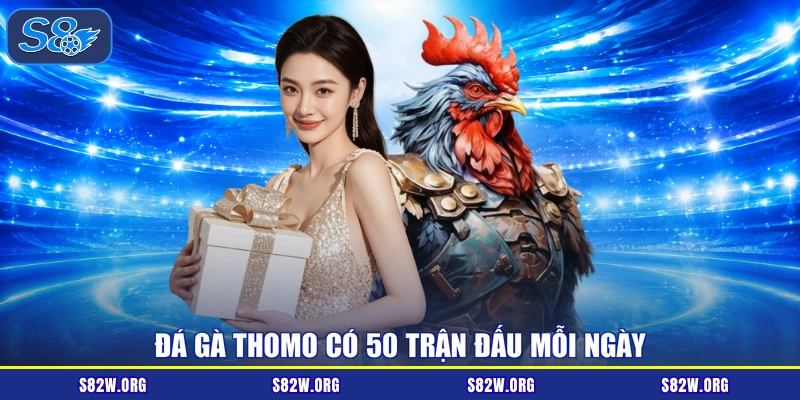 Đá gà Thomo có 50 trận đấu mỗi ngày